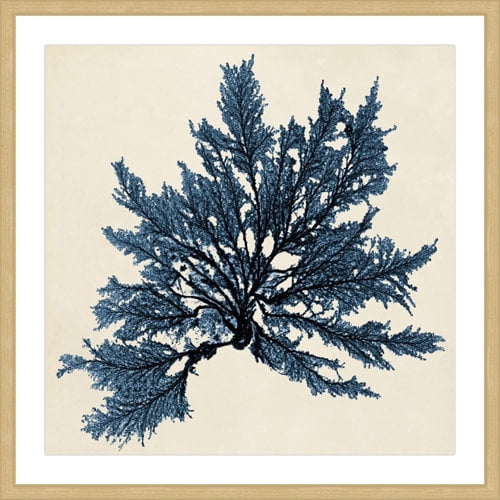 Marmont Hill "Coastal Seaweed IX" Framed Painting Print