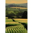 thumbnail image 1 of Marmont Hill "Corn Rows" Painting Print on Canvas, 1 of 7
