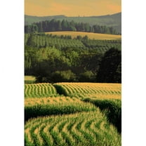 Marmont Hill "Corn Rows" Painting Print on Canvas