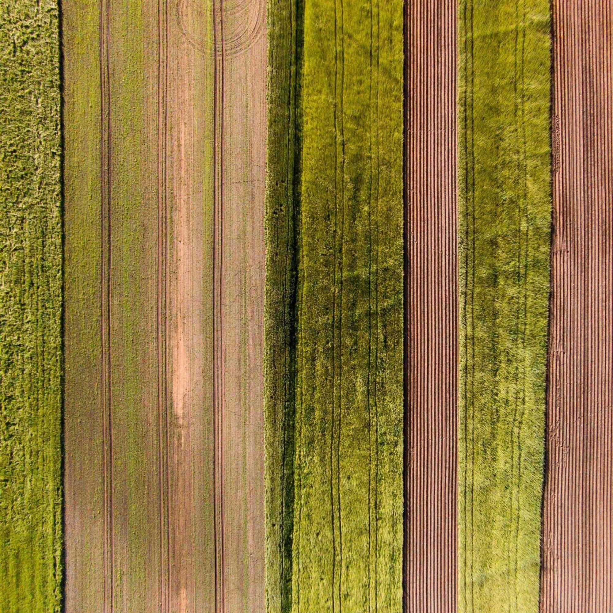 Marmont Hill "Crop Rows" by Karolis Janulis Painting Print on Wrapped Canvas