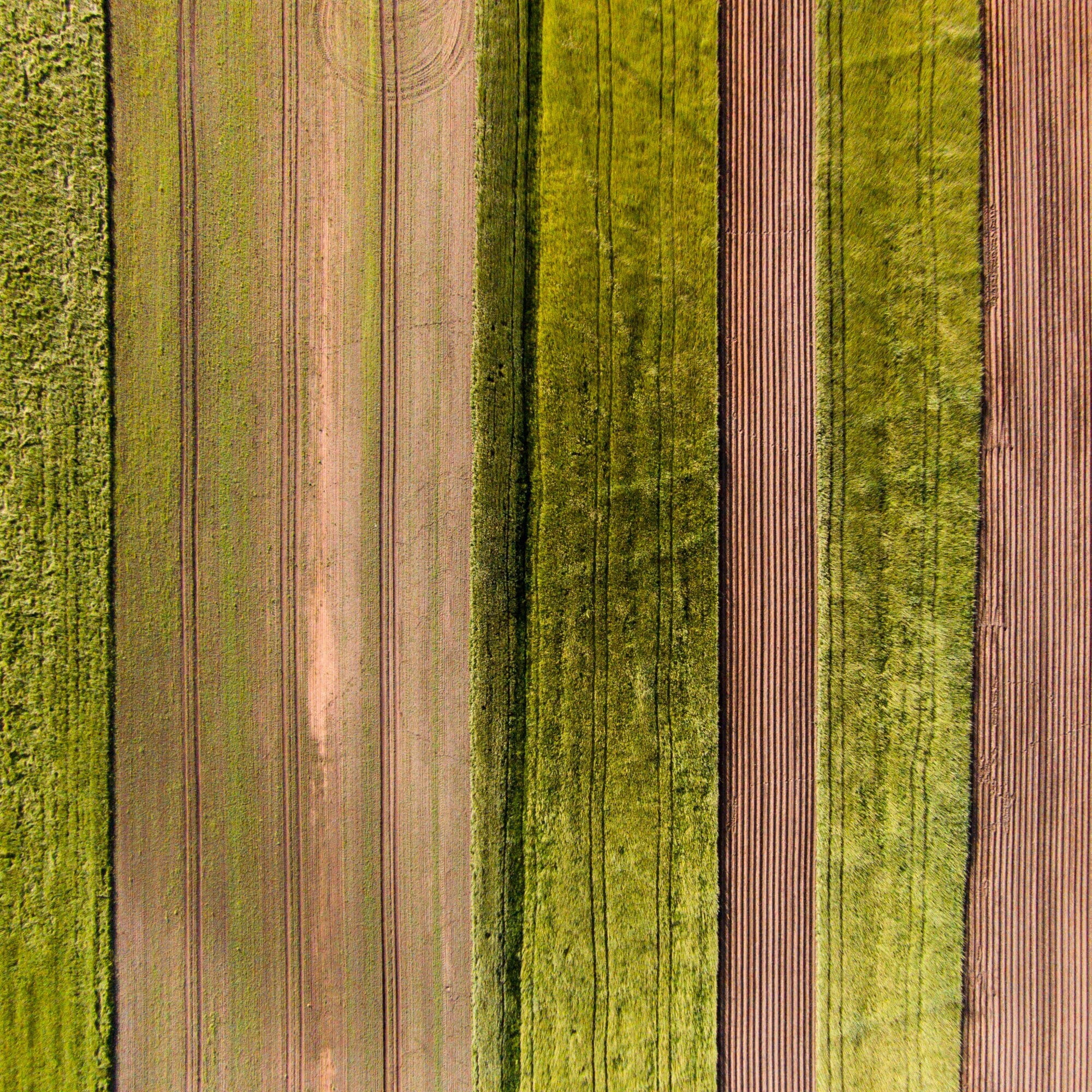 Marmont Hill "Crop Rows" by Karolis Janulis Painting Print on Wrapped Canvas
