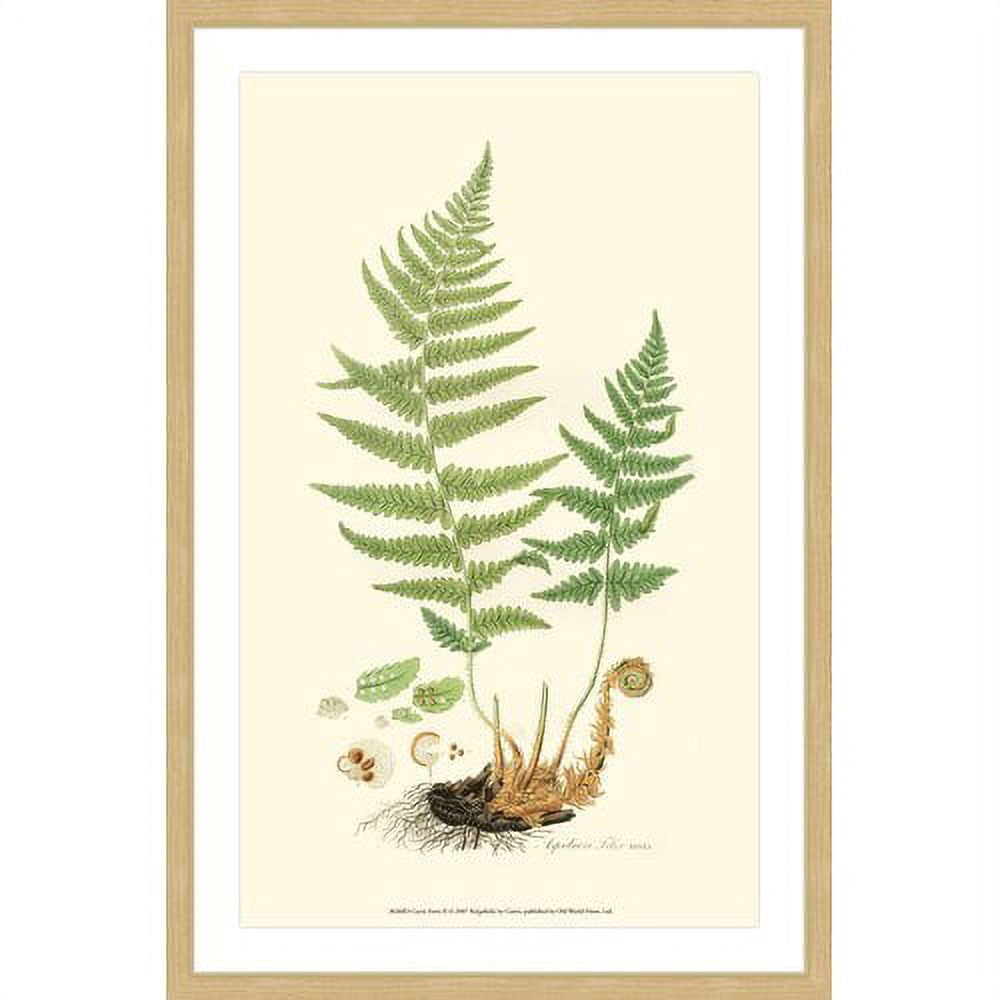 Marmont Hill "Curtis Ferns II" Framed Painting Print