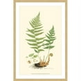 thumbnail image 1 of Marmont Hill "Curtis Ferns II" Framed Painting Print, 1 of 5