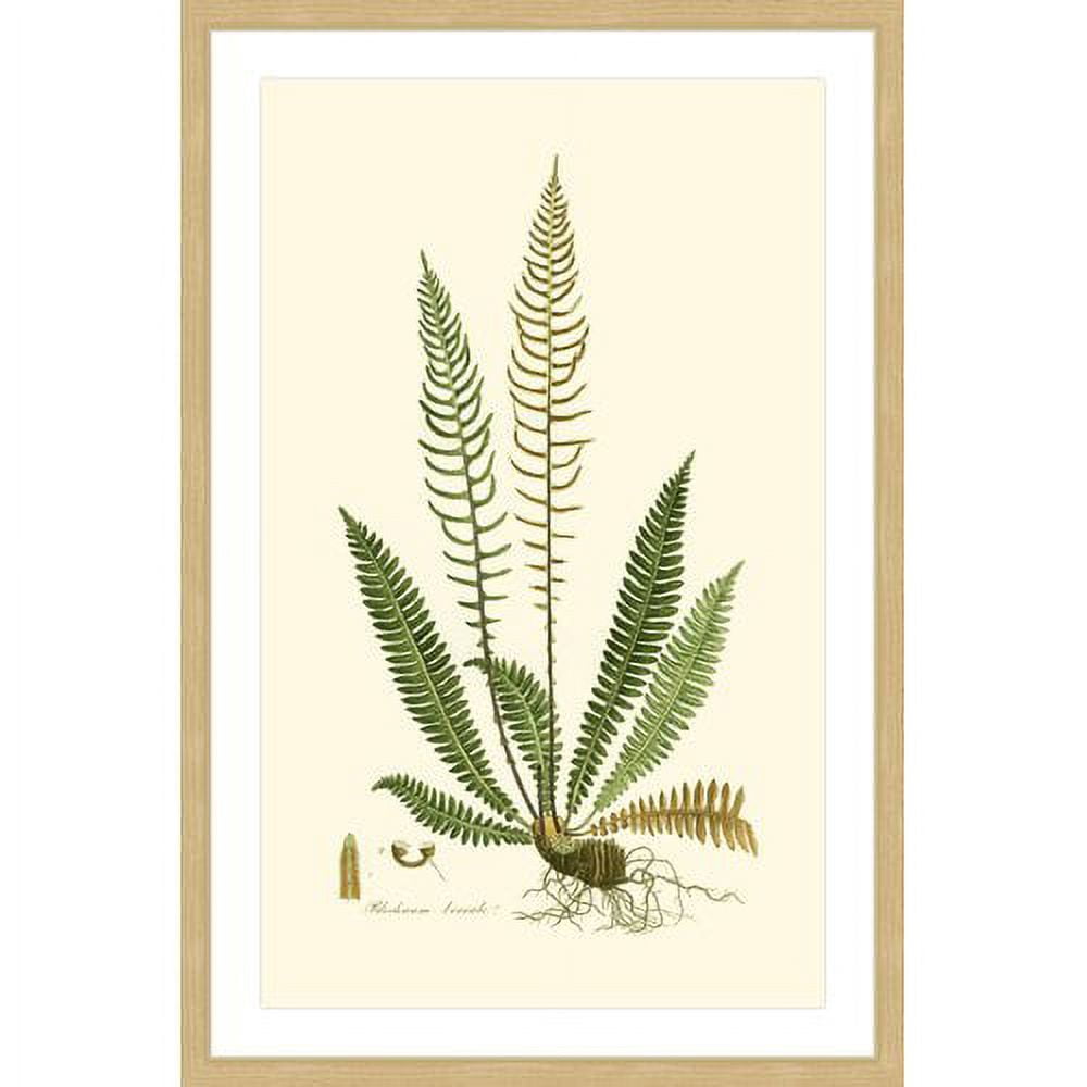 Marmont Hill "Curtis Ferns III" Framed Painting Print