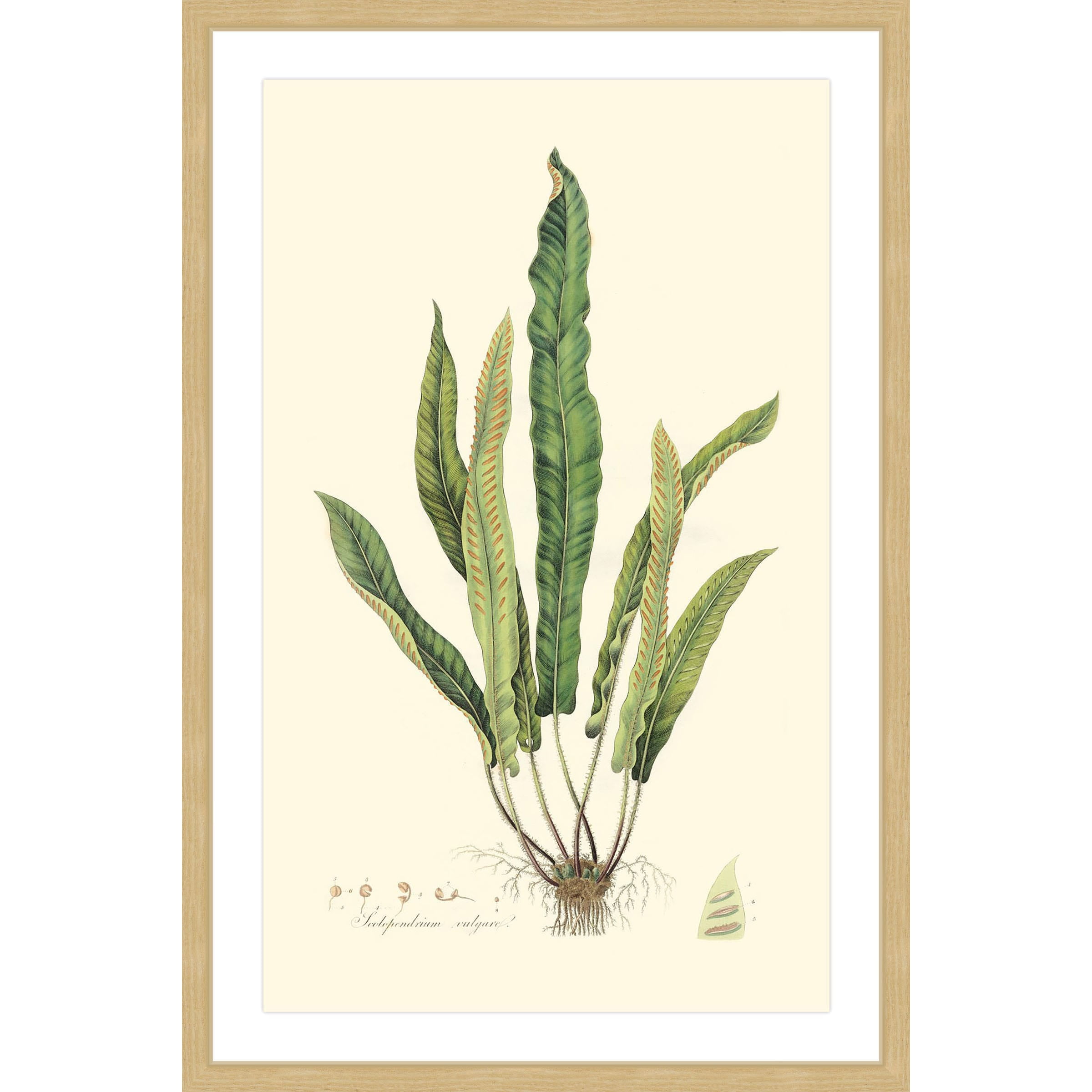 Marmont Hill "Curtis Ferns VI" Framed Painting Print