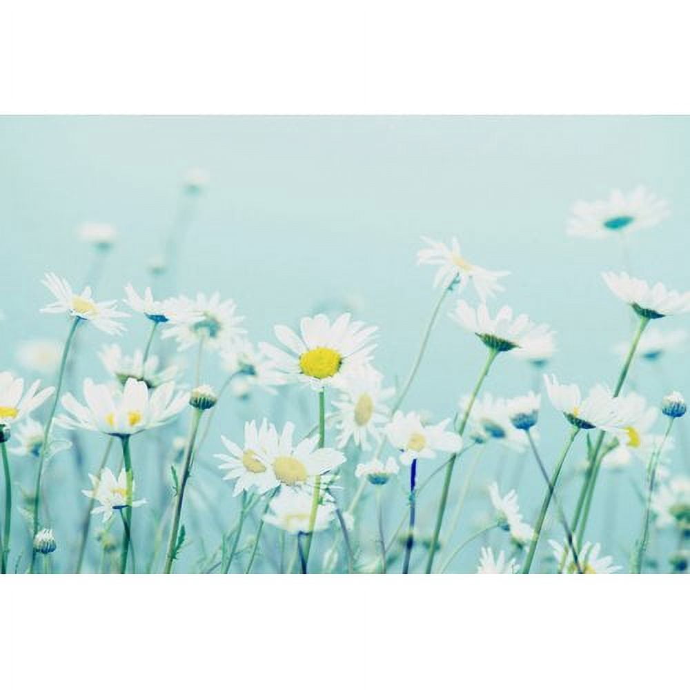 Marmont Hill "Dancing Daisies" by Robert Dickinson Painting Print on Canvas