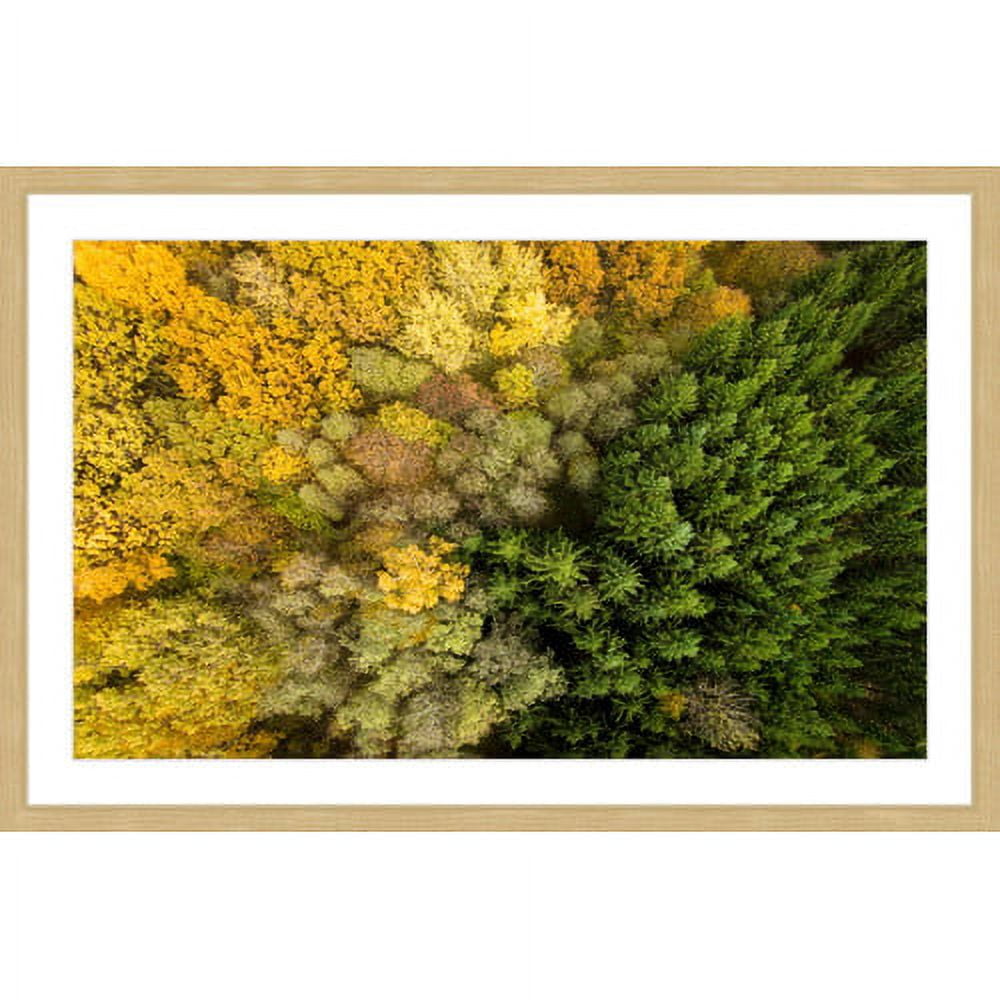 Marmont Hill "Dense Growth" By Karolis Janulis Framed Painting Art Print, 30.0" x 1.5"