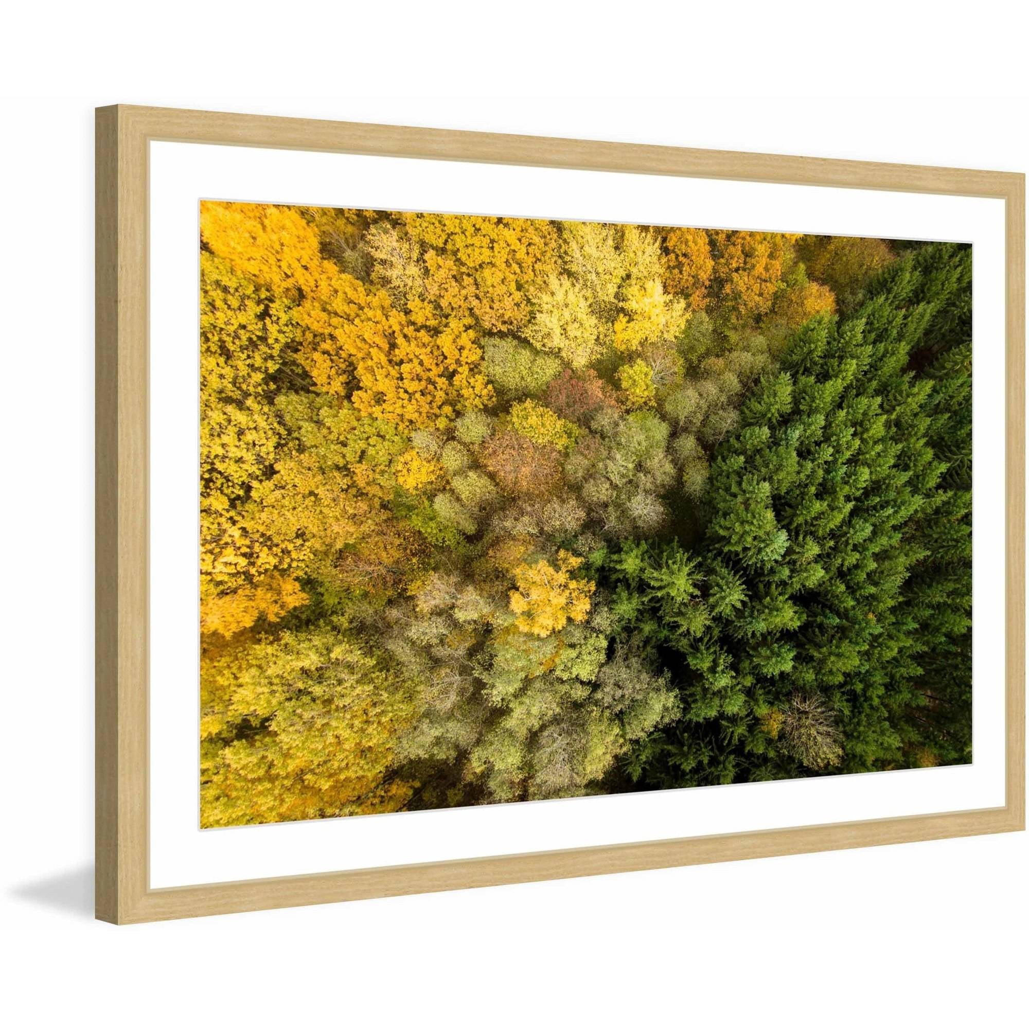Marmont Hill "Dense Growth" by Karolis Janulis Framed Painting Print