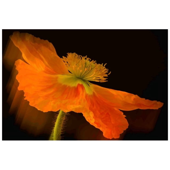 Marmont Hill "Dramatic Orange Poppy" Painting Print on Canvas