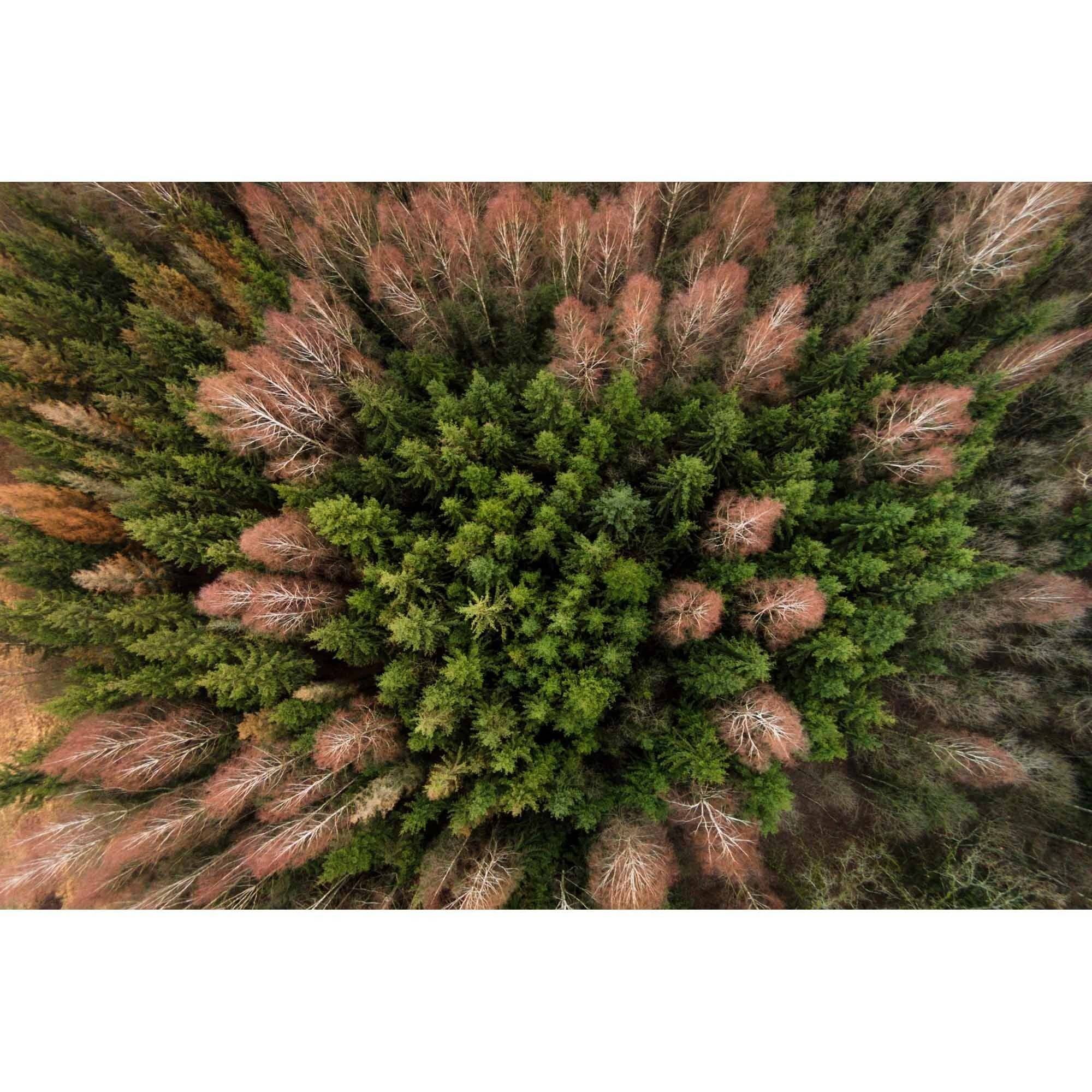 Marmont Hill "Feather Trees" by Karolis Janulis Painting Print on Wrapped Canvas