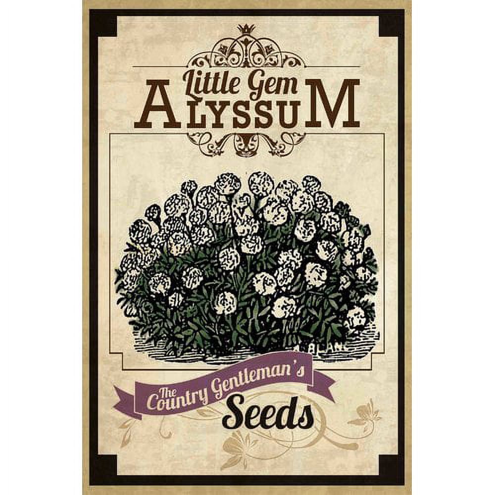 Marmont Hill "Flower Packet Alyssum" Painting Print on Canvas