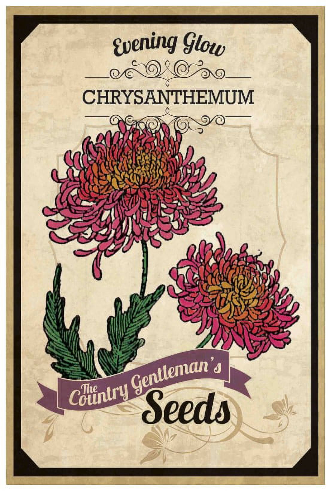 Chrysanthemum Flower Packet Canvas Print, 18" x 26"