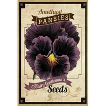 Marmont Hill "Flower Packet Pansy" Painting Print on Canvas