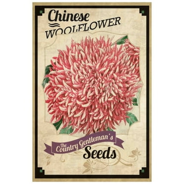 Marmont Hill "Flower Packet Woolflower" Painting Print on Canvas