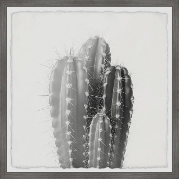 Marmont Hill Four Cacti Framed Wall Art