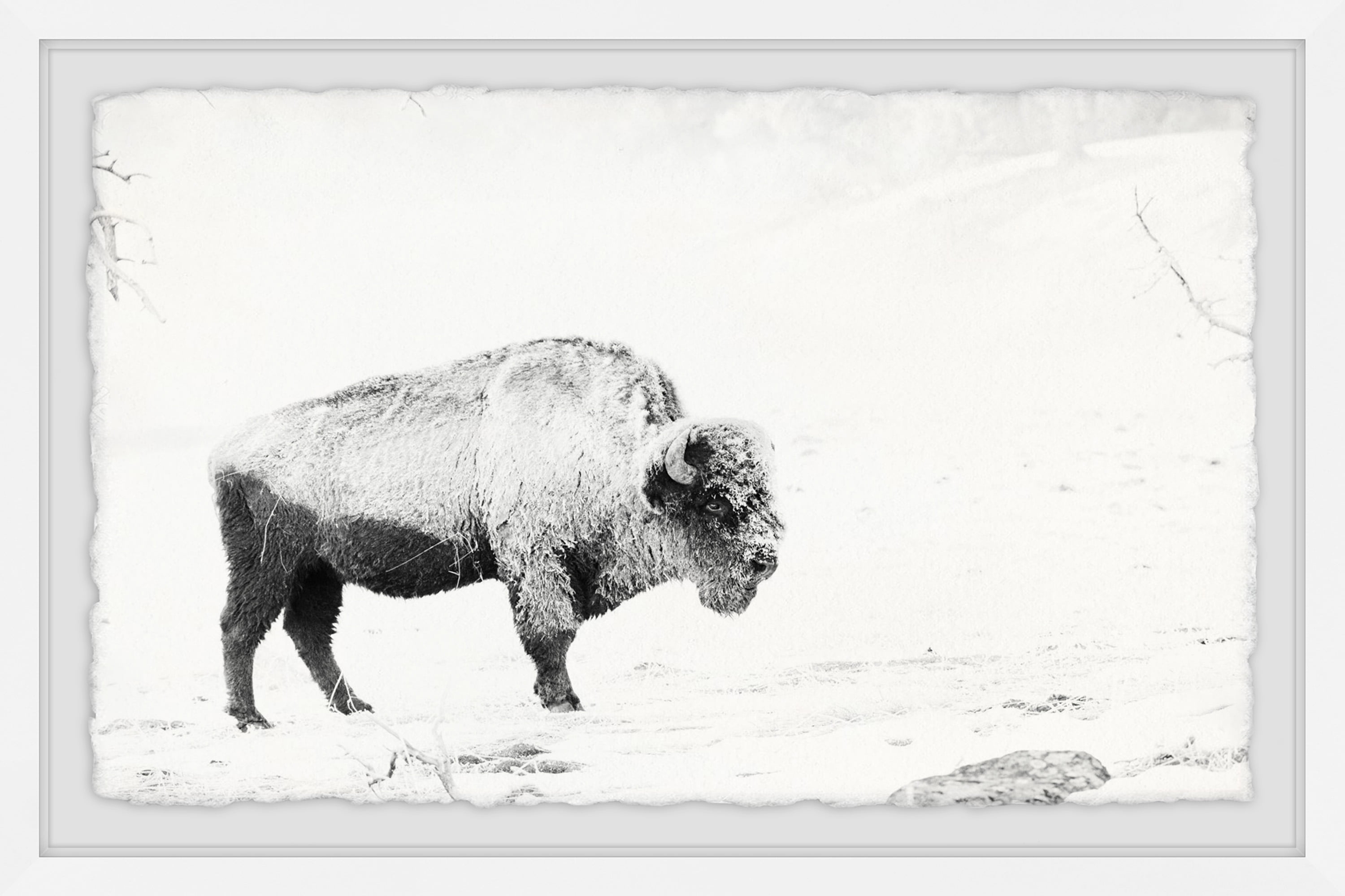 Marmont Hill Grazing Bison Framed Wall Art, 24" x 36"