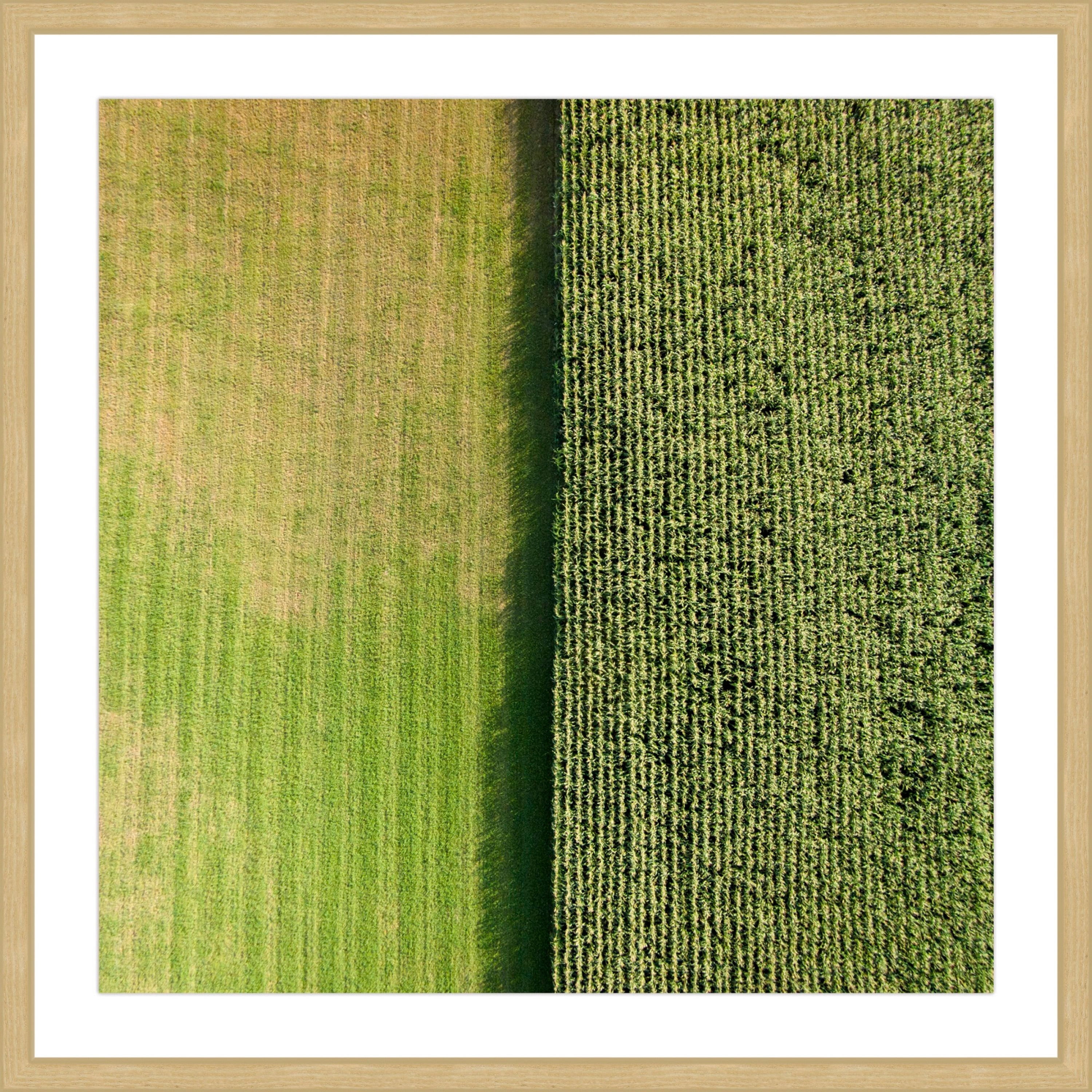 Marmont Hill "Green Rows" by Karolis Janulis Framed Painting Print