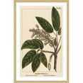 thumbnail image 1 of Marmont Hill "Horse Chestnut" Framed Painting Print, 1 of 5