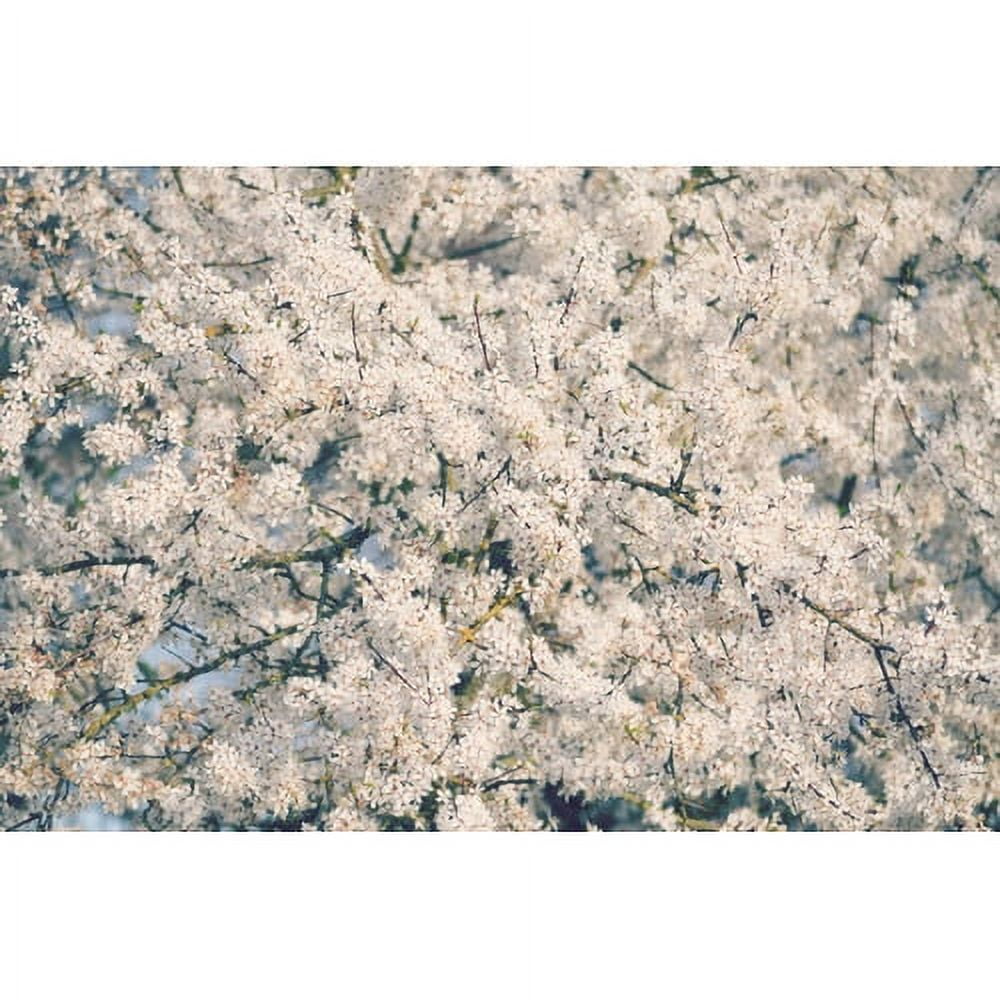 White Blossoms on Canvas 12" x 18" Wall Art