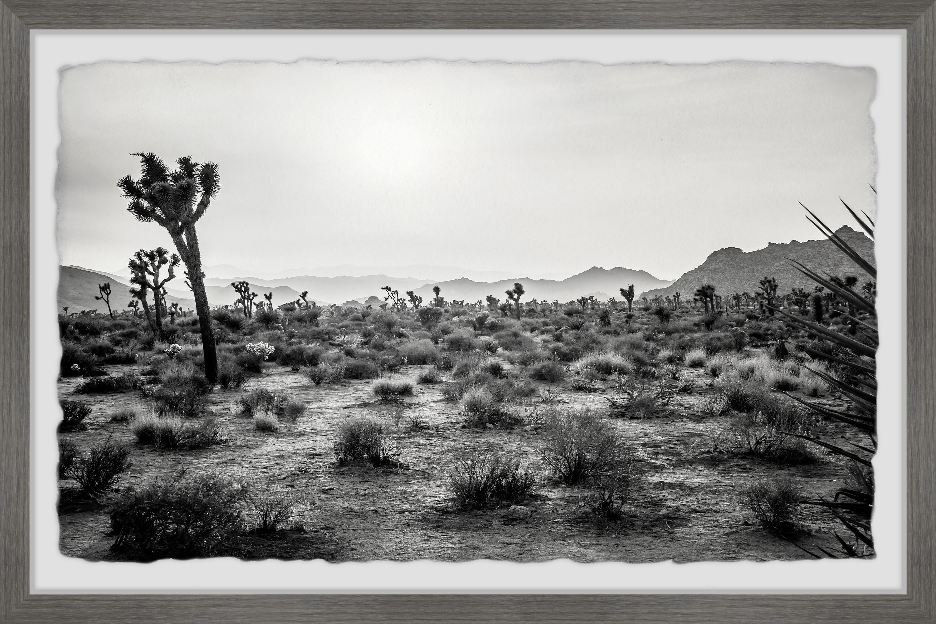 Marmont Hill Joshua Trees Framed Wall Art, 8" x 12"