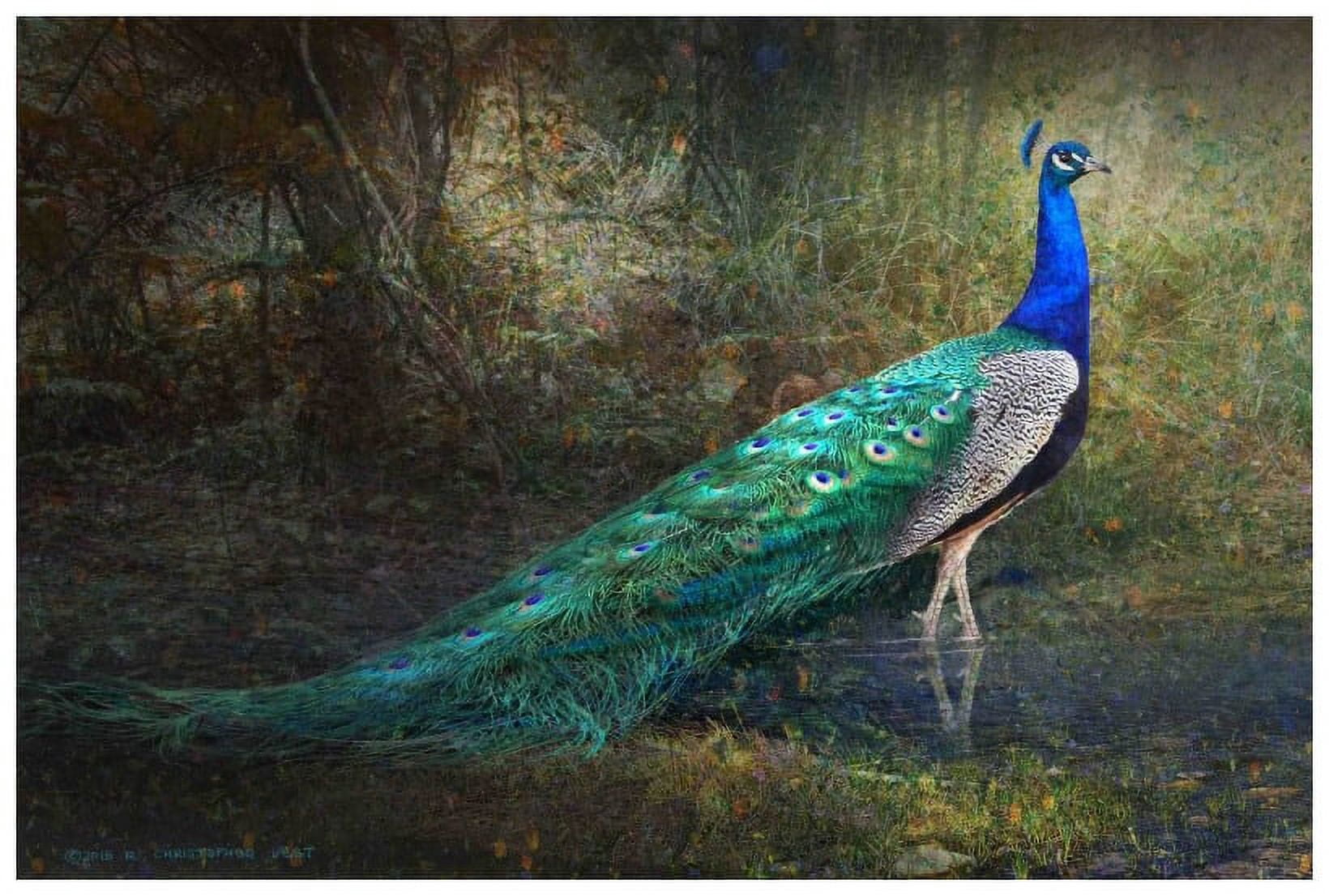 Marmont Hill - "Jungle Stream Peacock" by Chris Vest Painting Print on Wrapped Canvas