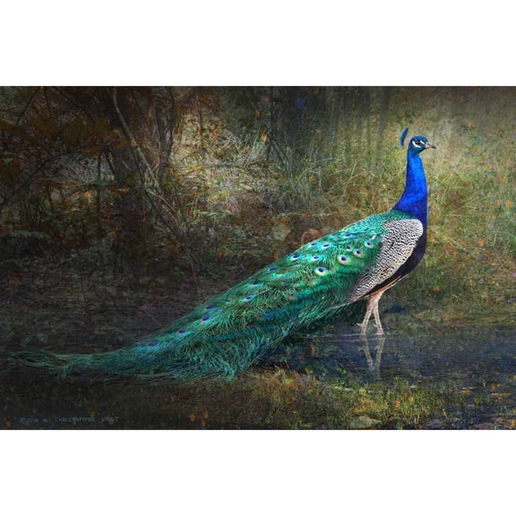 Marmont Hill - "Jungle Stream Peacock" by Chris Vest Painting Print on Wrapped Canvas