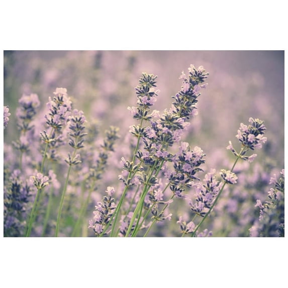 Marmont Hill "Lavender" by Robert Dickinson Painting Print on Canvas