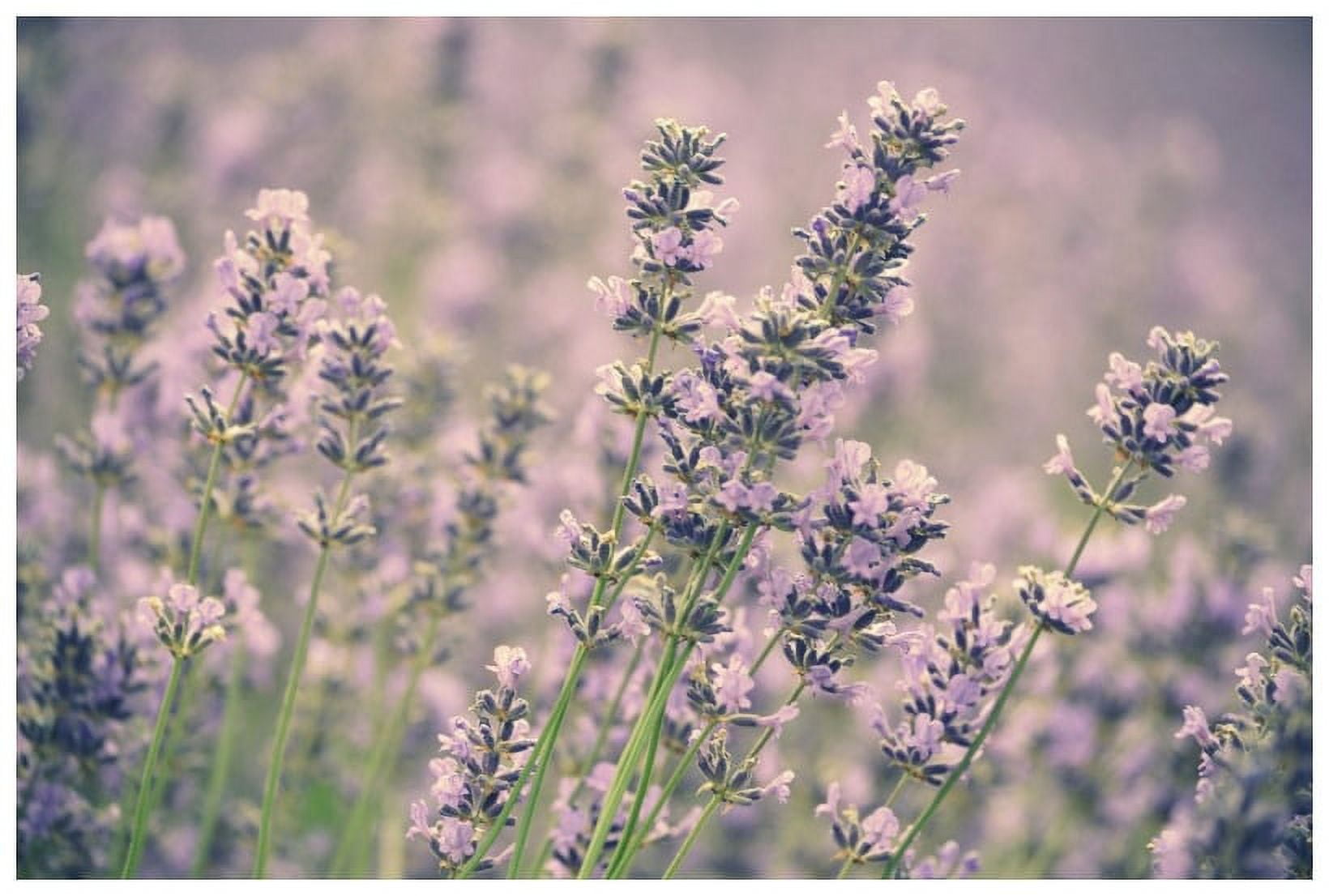 Marmont Hill "Lavender" by Robert Dickinson Painting Print on Canvas