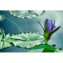 Marmont Hill "Lily on the Pond" Painting Print on Canvas
