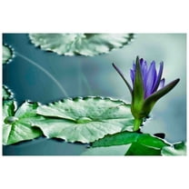 Marmont Hill "Lily on the Pond" Painting Print on Canvas