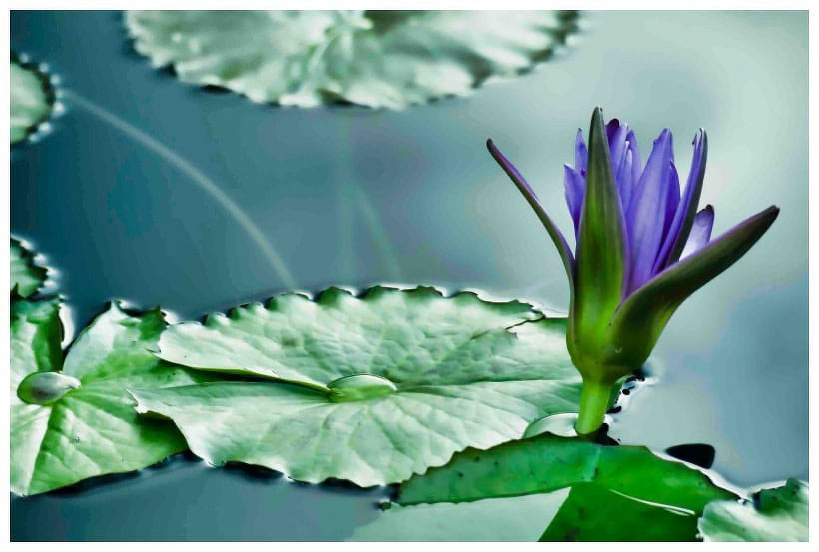 Marmont Hill "Lily on the Pond" Painting Print on Canvas