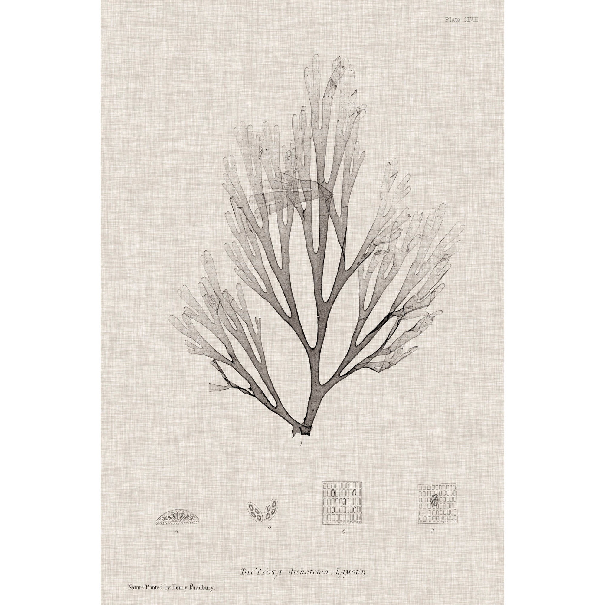 Marmont Hill "Linen Seaweed III" Painting Print on Wrapped Canvas
