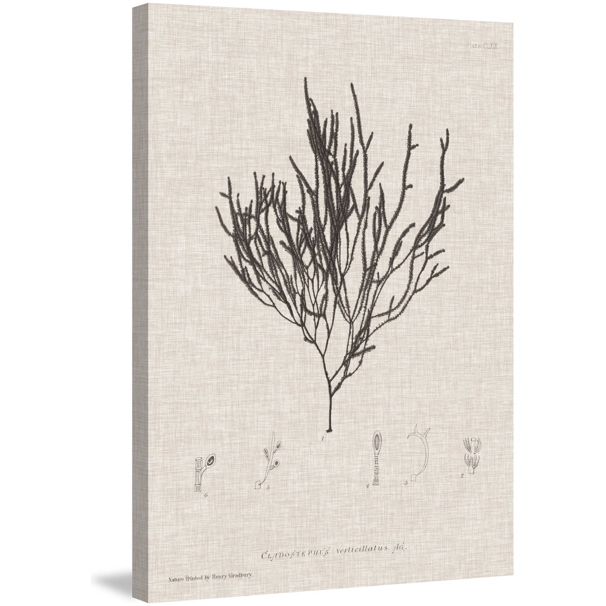 Marmont Hill "Linen Seaweed IV" Painting Print on Wrapped Canvas