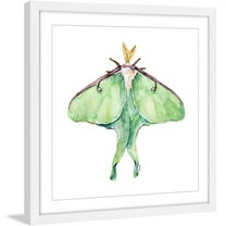 Marmont Hill "Luna Moth" by Rachel Byler Framed Painting Print