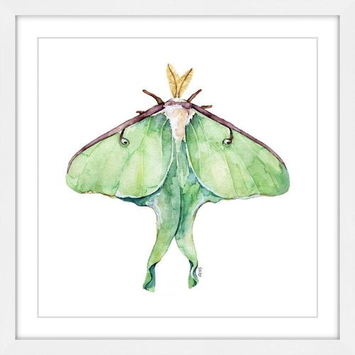 Marmont Hill "Luna Moth" by Rachel Byler Framed Painting Print