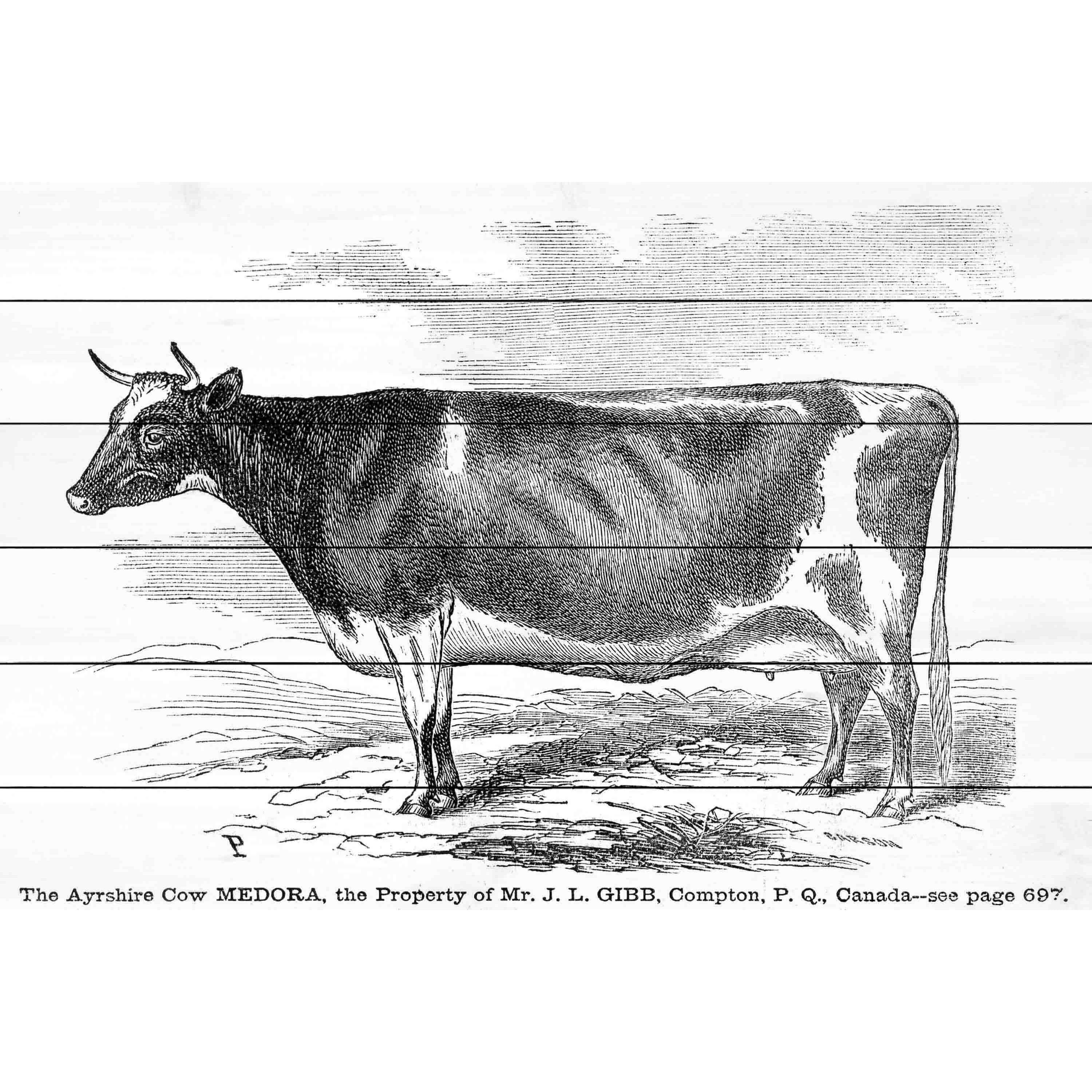 Marmont Hill "Ayrshire Cow" Painting Print on White Wood