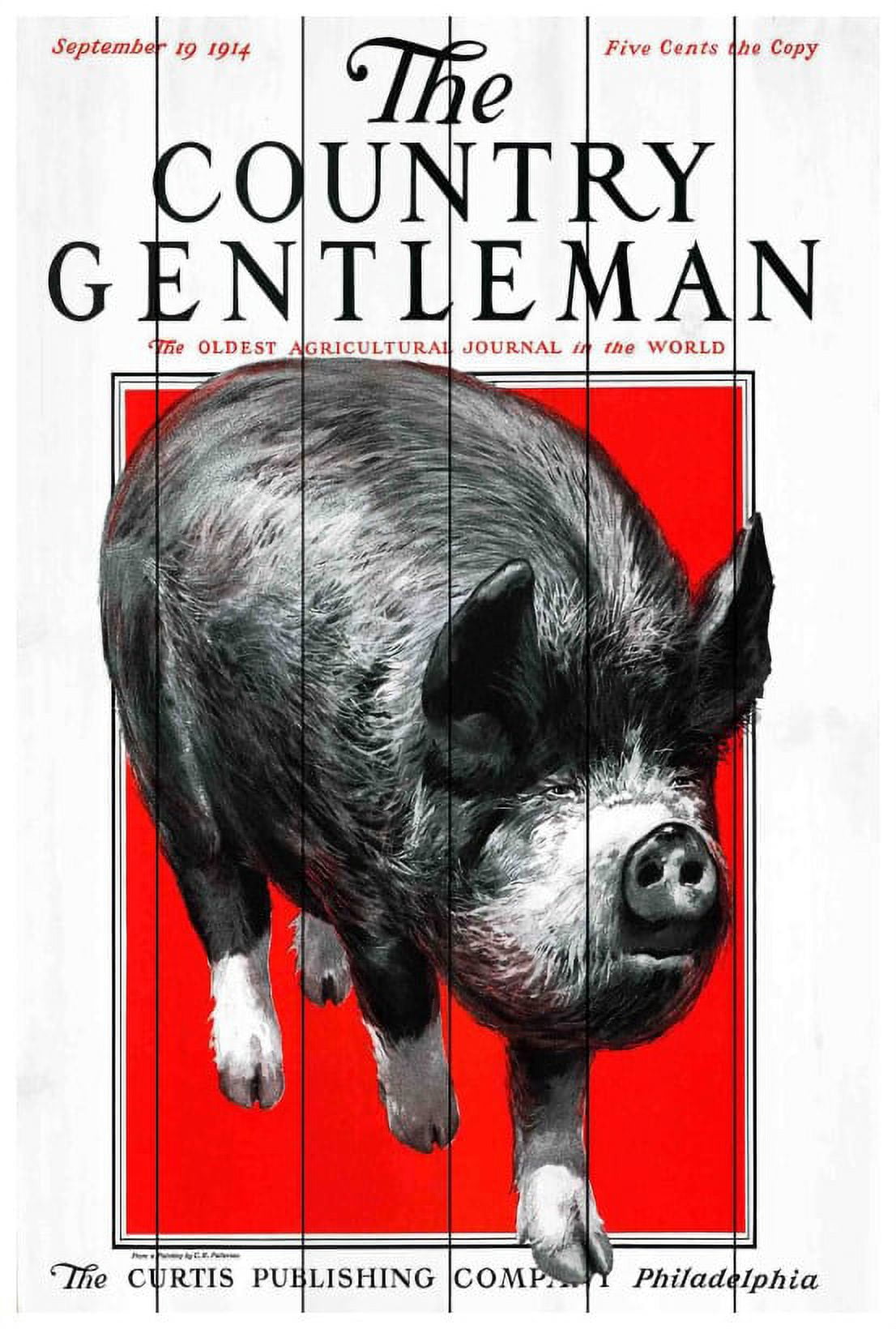 Marmont Hill Inc Marmont Hill - 'CG Pig' Painting Print on White Wood