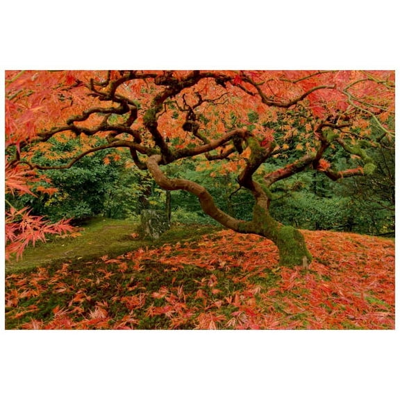 Marmont Hill Mh-Mww-Scwtz-26-C-36 24" X 36" "Fallen Leaves" Giclee Art Print On Stretched