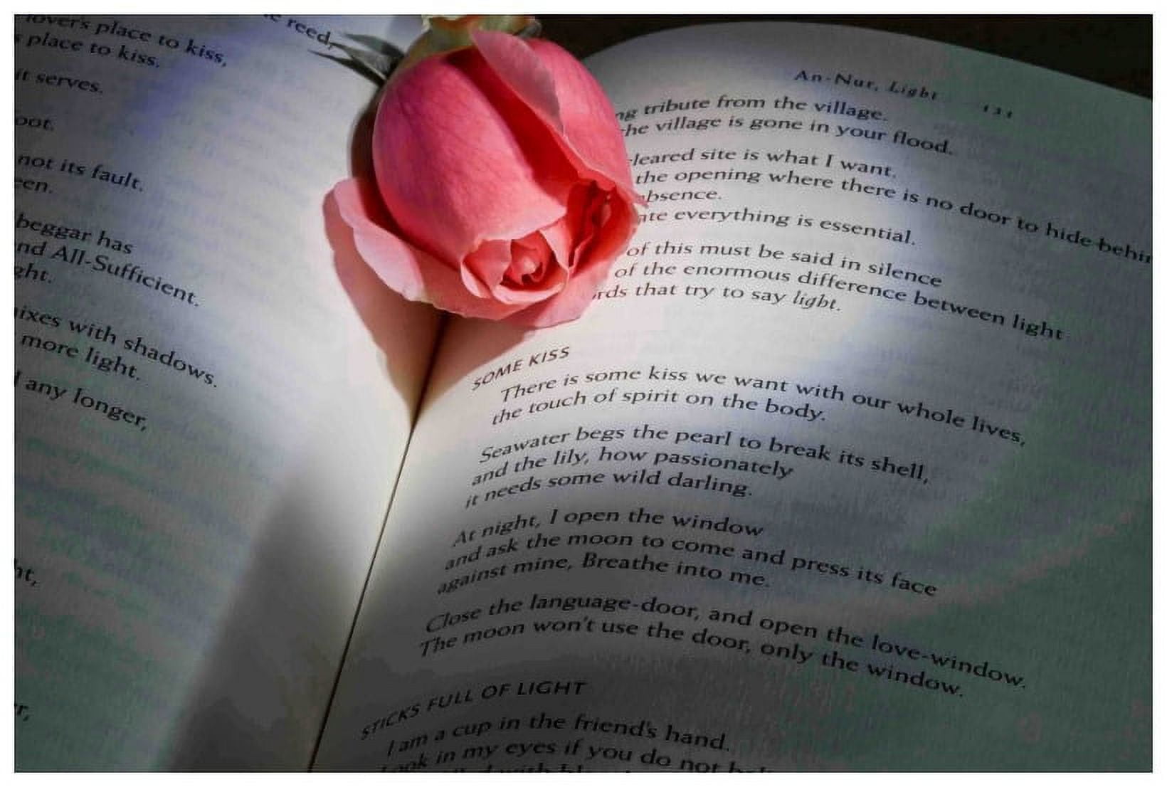 Love Poem Pink Rose Canvas Print, 30" x 20"