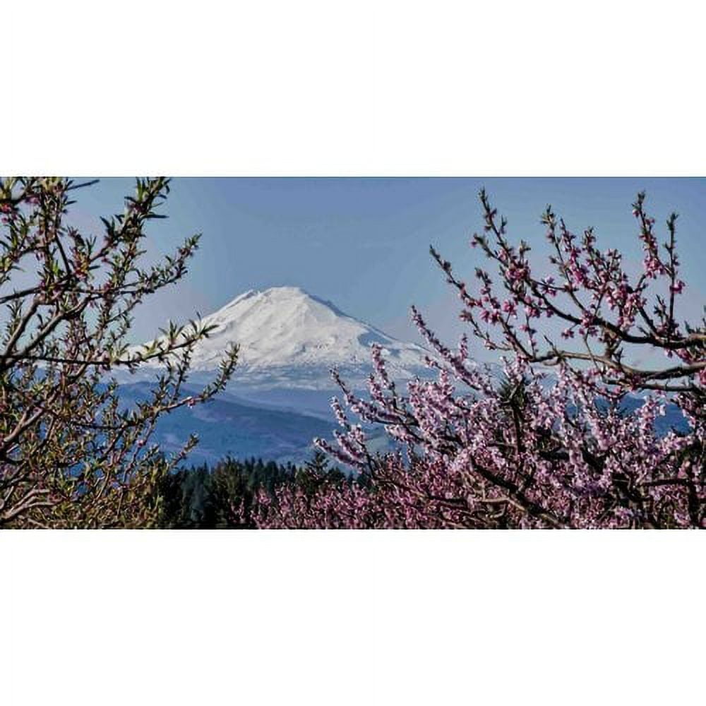 Marmont Hill Inc Marmont Hill - Mt. Adams in Spring Painting Print on Canvas - Multi-color