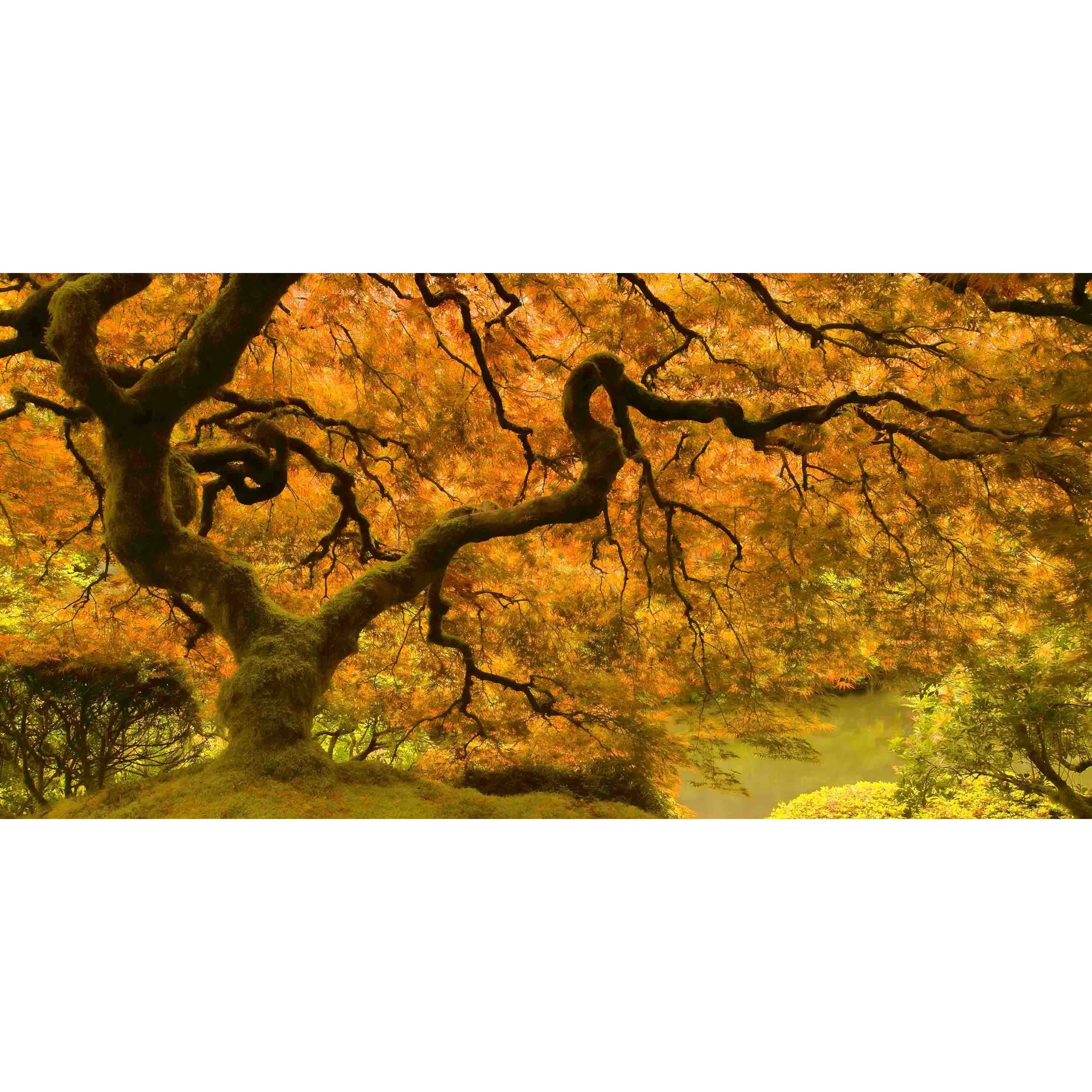 MARMONT HILL  - Golden Maple Painting Print on Canvas - Multi-Color 45 x 22.5