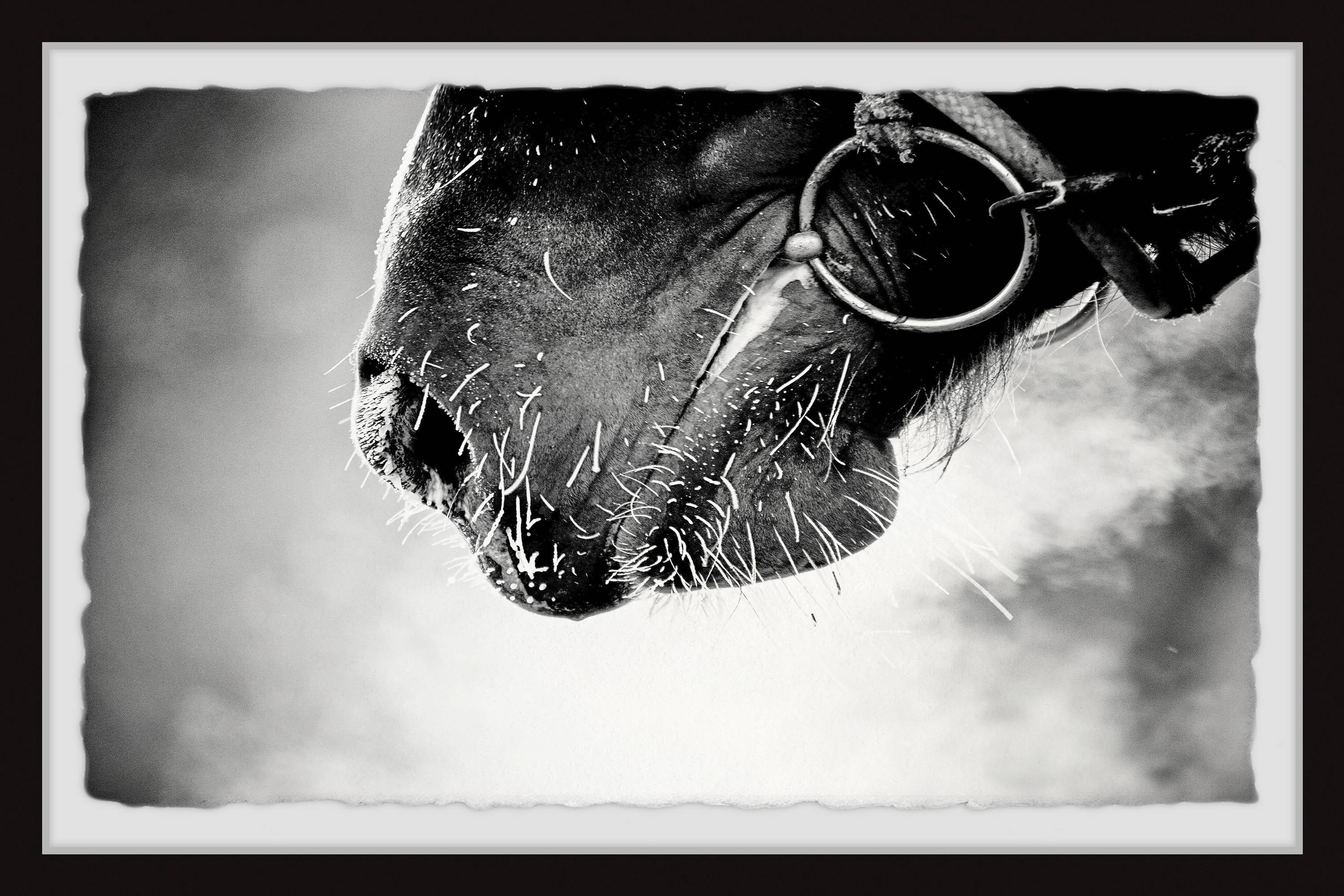 Marmont Hill Muzzle Framed Wall Art, 45.00" x 1.50"