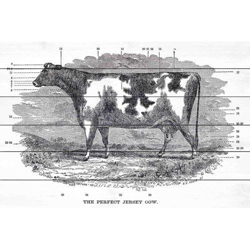 Marmont Hill "Perfect Cow" Painting Print on White Wood