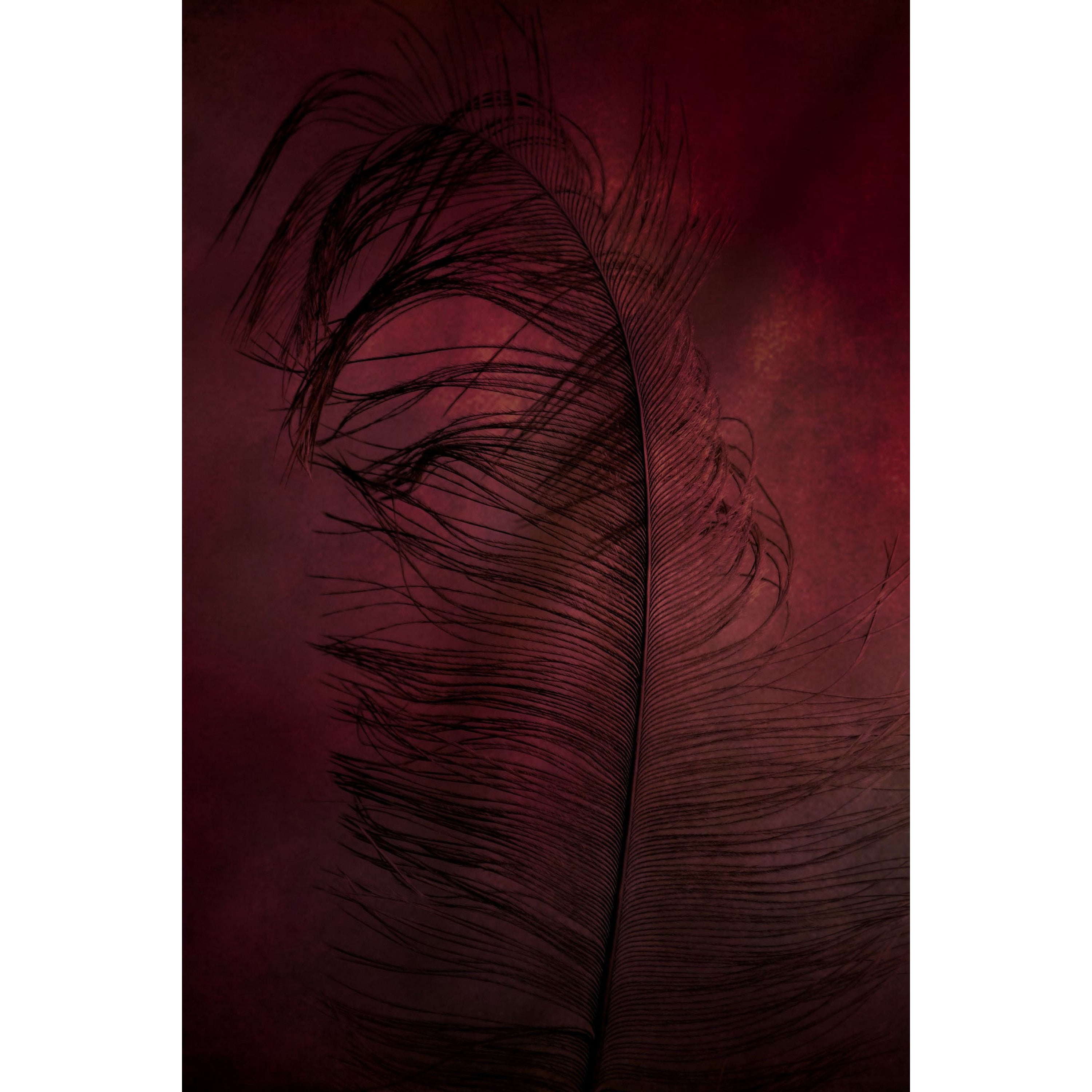 Marmont Hill "Plumtickled" by Robert Dickinson Painting Print on Canvas