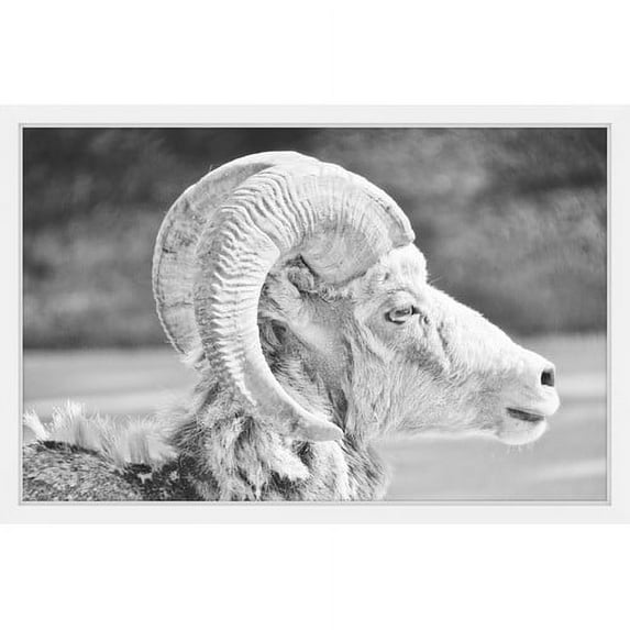 Marmont Hill "Ram Profile 2" Framed Painting Print