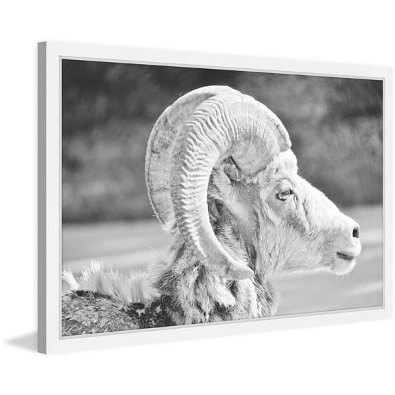 Marmont Hill "Ram Profile 2" Framed Painting Print