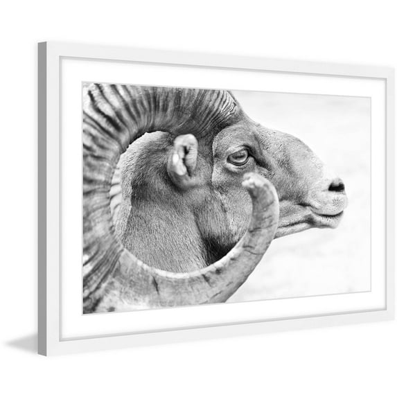 Marmont Hill "Ram Profile 3" Framed Painting Art Print, 36.00" x 1.50"