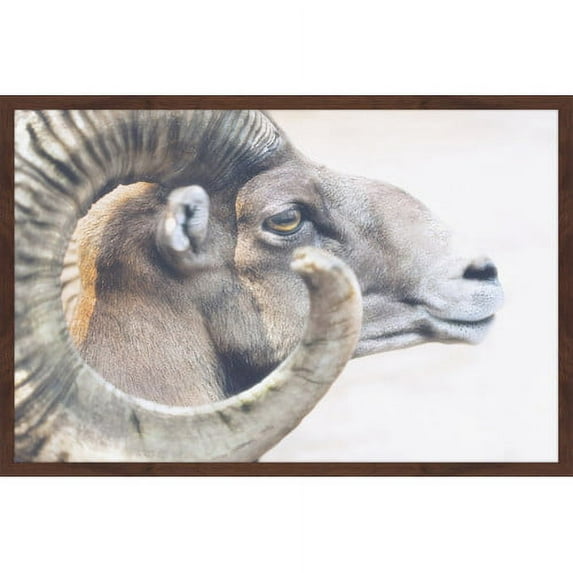 Marmont Hill "Ram Profile 4" Framed Painting Print