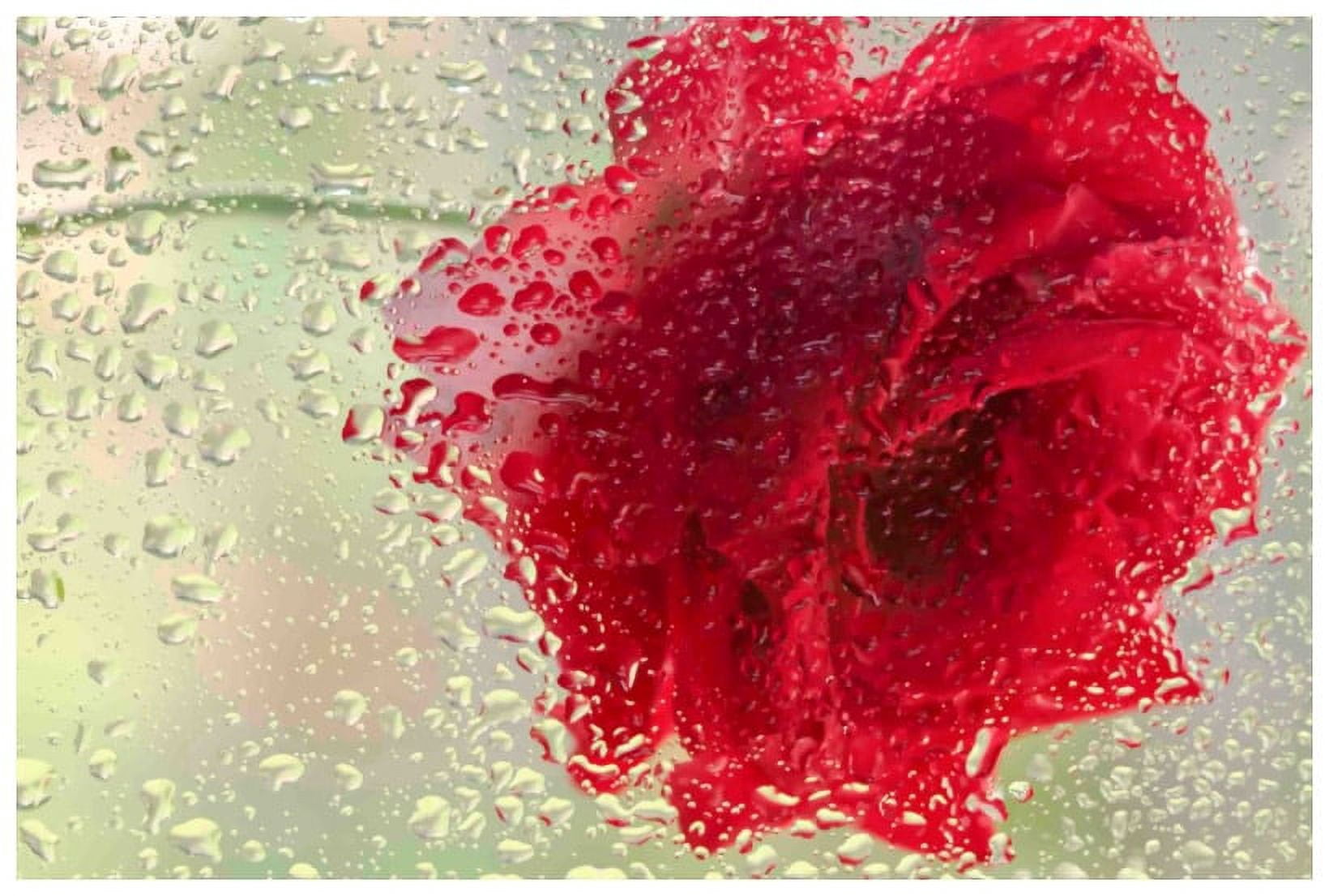 Marmont Hill "Red Rose in a Light Rain" Painting Print on Canvas