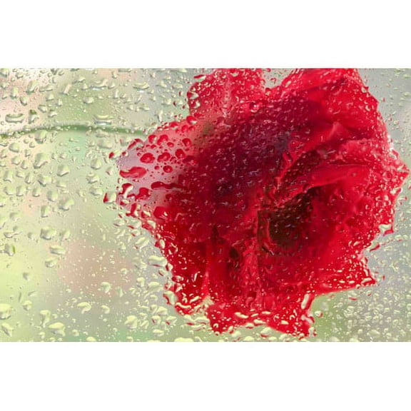 Marmont Hill "Red Rose in a Light Rain" Painting Print on Canvas